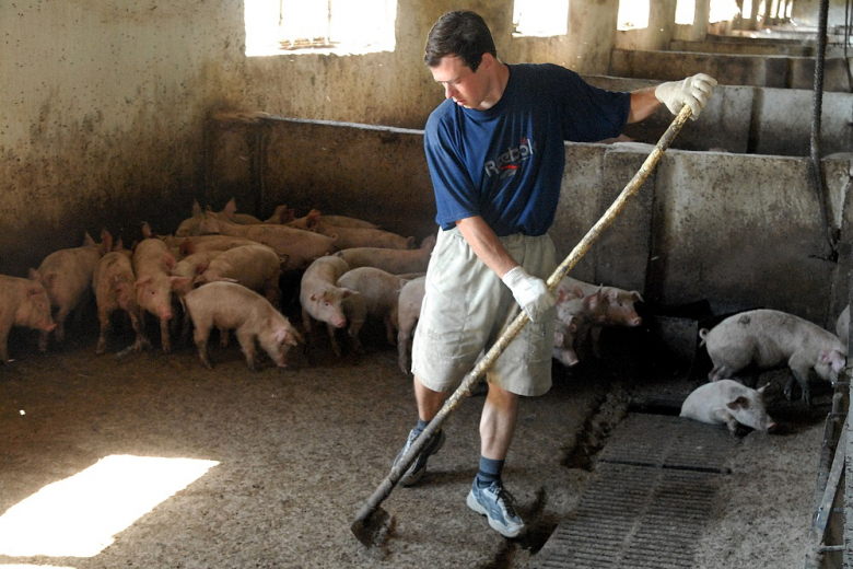 В Астраханской области осталось меньше всего свиней в ЮФО